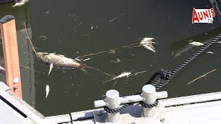 Marans : par dizaine les poissons de la Sèvre niortaise sont ventre en l'air dans le port.