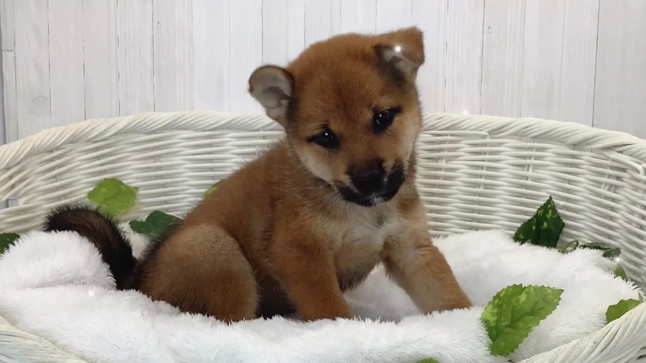柴犬♂2609D0769 - YouTube