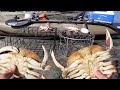 Which Crab Trap Works Best??? (Surprising Results)