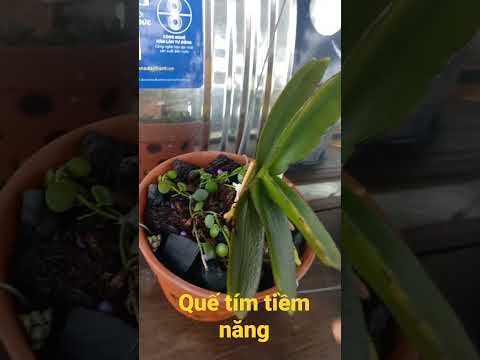 Video Quế tím lá kẻ phát tài - youtube