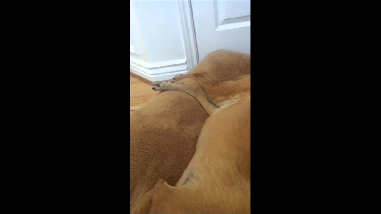My dog's foot twitching while sleeping - YouTube