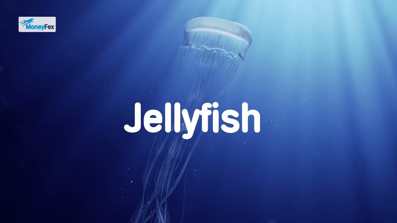 World Jellyfish Day