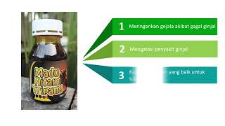 Madu tripang hitam untuk Ginjal
