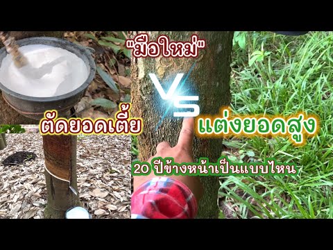 ยางตัดยอดเตี๊ย/สูง  อนาคต20ปีจะเป็นแบบไหน