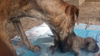 Why she bite a pity new born puppy? Mother Dog bite her new born puppies for Breath feeding