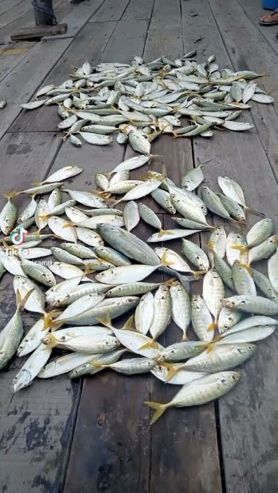mancing..ikan selar..di ah Fatt kelong fishing resort..#shorts #tiktok