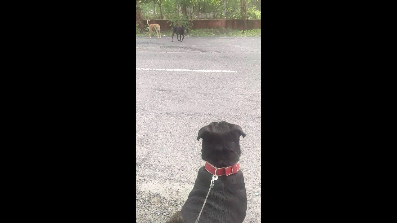 Found Unfriendly stray dogs on a walk - Rottweiler - YouTube