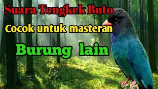 Suara Burung Tengkek Buto//masteran paling dicari