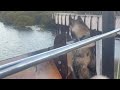 Naomi Star is live with Bailey leading me to the Wetlands which is where I live and the view I get 