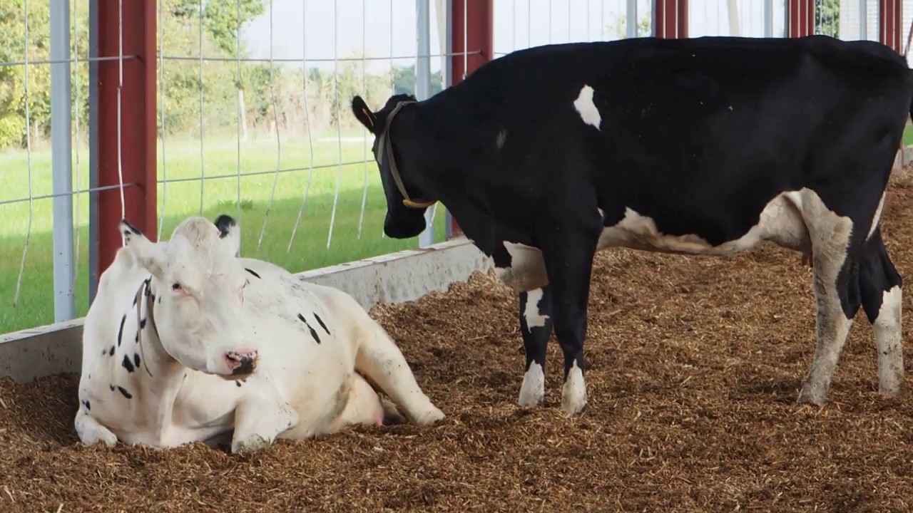 Du miscanthus en litière bovine