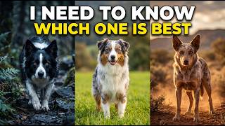 Australian Shepherd vs Border Collie vs Koolie – Which Dog Is BEST?