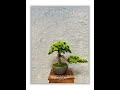 artificial bonsai#artificial tree#artificial plants#artificial greenery#vertical garden#grass wall