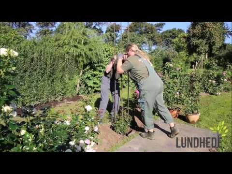 Video: Roser på hegn - Sådan dyrkes roser på et hegn