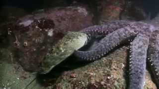 Abalone surprising maneuver to escape seastar