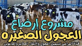 الربح من مشروع إرضاع العجول الصغيره Breastfeeding calves project