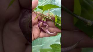 Zou-Pi X Ghost Pepper - 31 Maart 2026 - Overdag In Een Kas En Savond Binnen