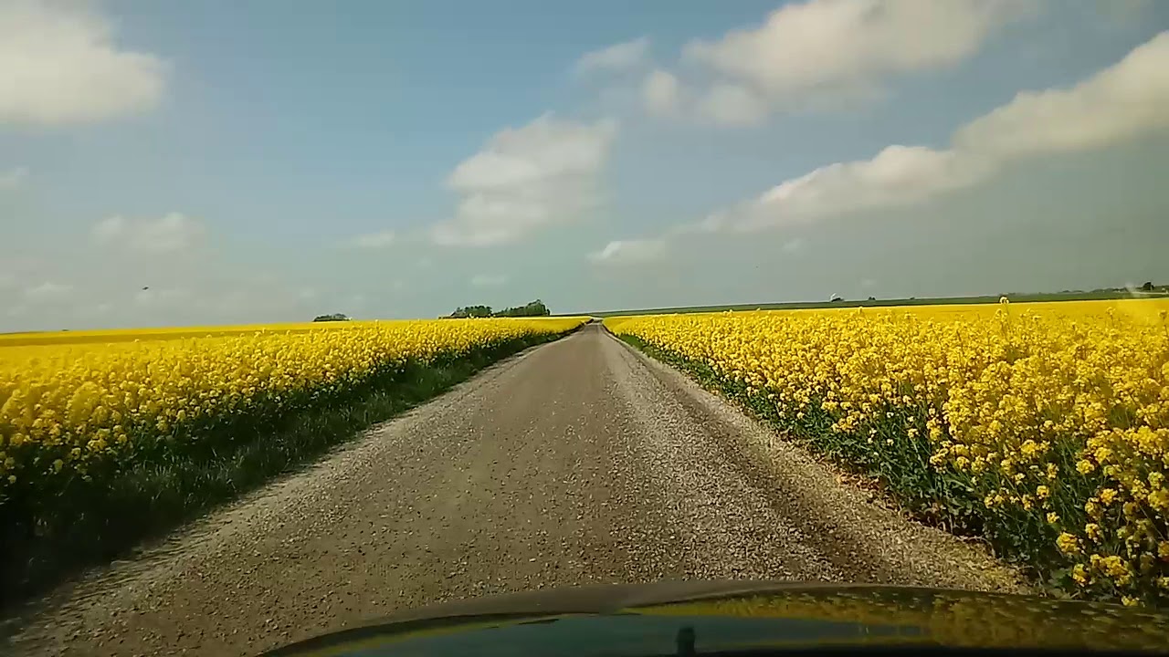 Rapsfält i Skåne - video - YouTube