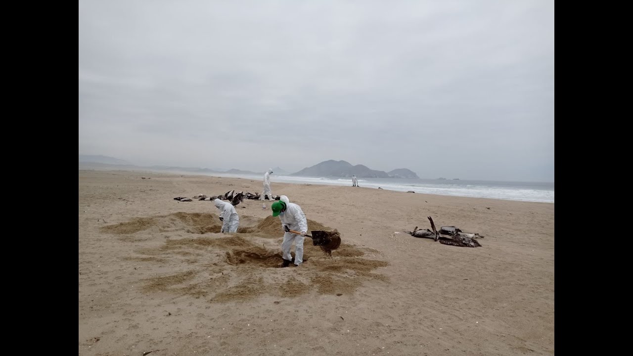 Epidemia de influenza aviar en Perú: ¿Qué hacer para que no empeore? #MiércolesCientífico