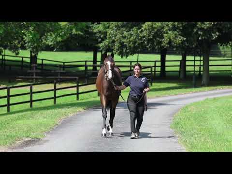 2025 August Yearling Sale Lot 152 F N BAAEED X MEJTHAAM