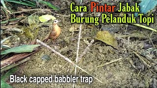 CARA MENJEBAK PELANDUK TOPI HITAM (Black capped babbler trap)