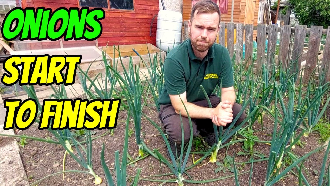 How to Grow Onions (UK) From Sets to Harvest YouTube