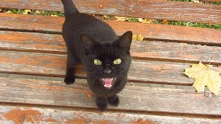 Black cat meows on a bench in the park