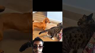 Dog vs Cat Prank War Turns Into the Cutest Friendship Ever😼😻👺