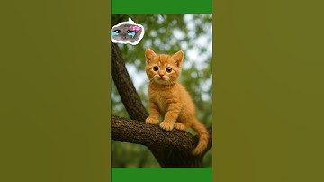 Chỉ còn 5 giây để cứu mèo con khỏi cây cao!