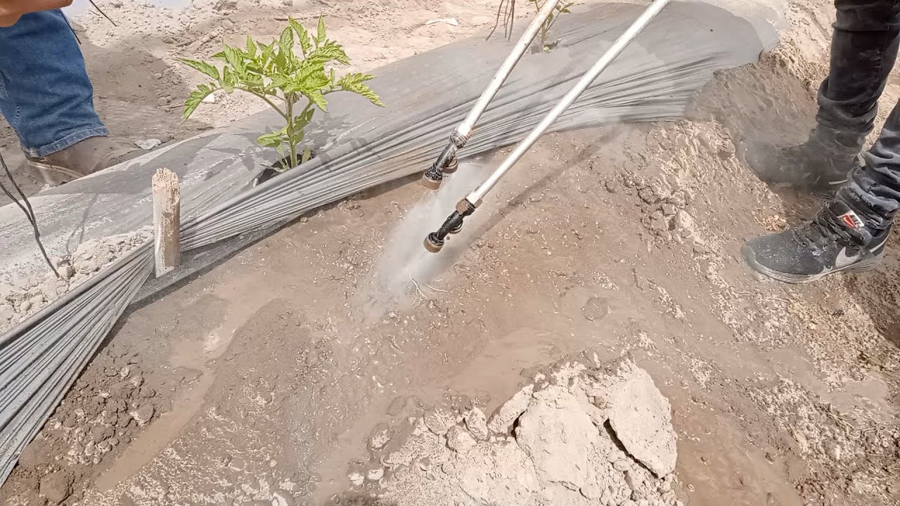 Lavado de raíces para monitorear nematodos agalladores