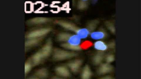 Two-photon microscopy video of natural killer (NK) cell attacking tumor cells