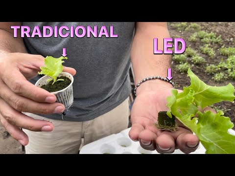 Vídeo: Lâmpadas LED para mudas. lâmpada de mudas faça você mesmo