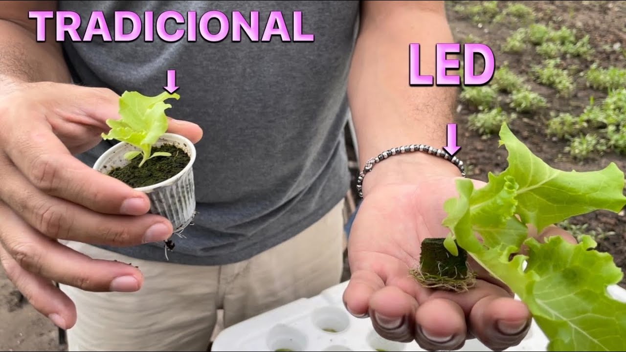 diferença de mudas no modo tradicional e lâmpada led