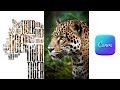 Tiger Typography Using Canva