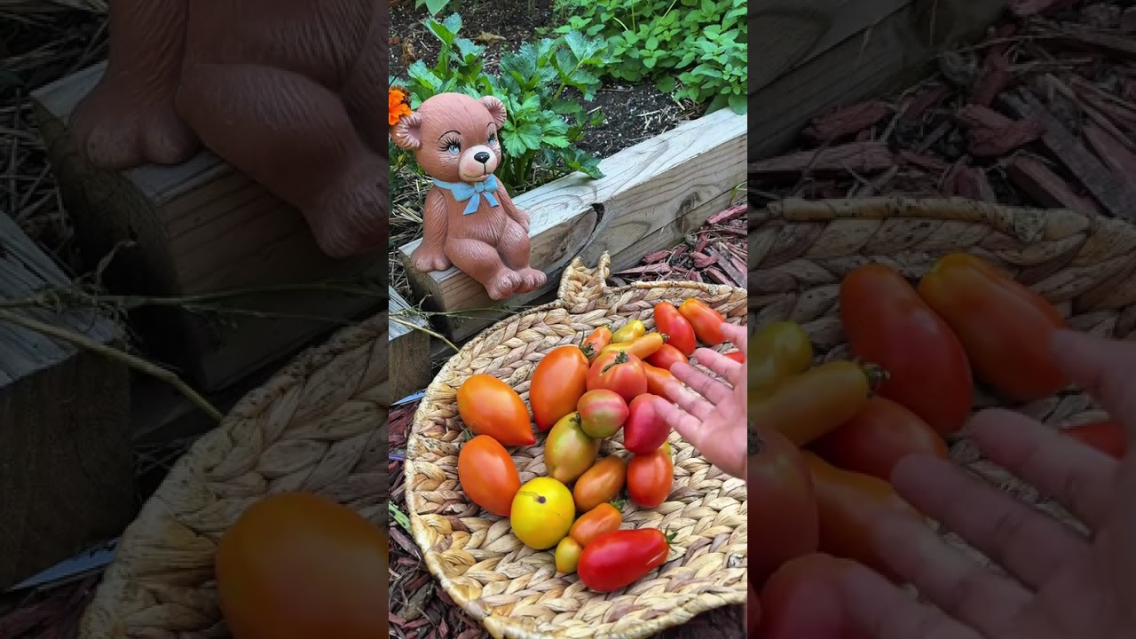 Summer may fade, but fall gardens keep the harvest coming 🍂  