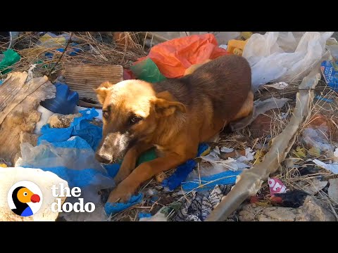 Video: EPIC 2-daagse redding van een kuil die zich in een vuilnisbelt verstopt - nu heeft hij nood aan een thuis!