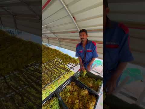 طريقة تجفيف العنب بالطريقة التقليدية في بني حشيش اليمن 2025 م اليمن