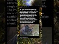 The Gorilla Who Became a Global Controversy — Harambe (2016)
