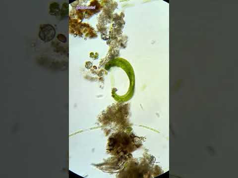 Video: Hoe eet de euglena?
