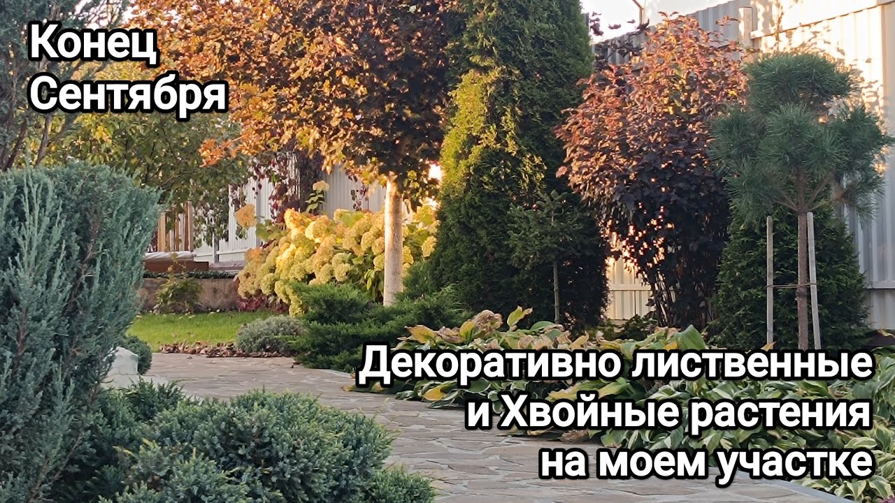 ДЕКОРАТИВНО ЛИСТВЕННЫЕ и ХВОЙНЫЕ растения в саду/ 🍂осенняя ПРОГУЛКА... конец СЕНТЯБРЯ