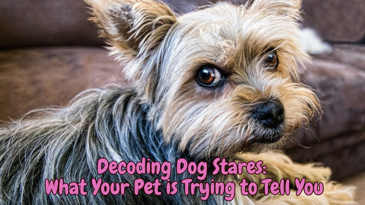 Decoding Dog Stares: What Your Pet is Trying to Tell You #dog - YouTube