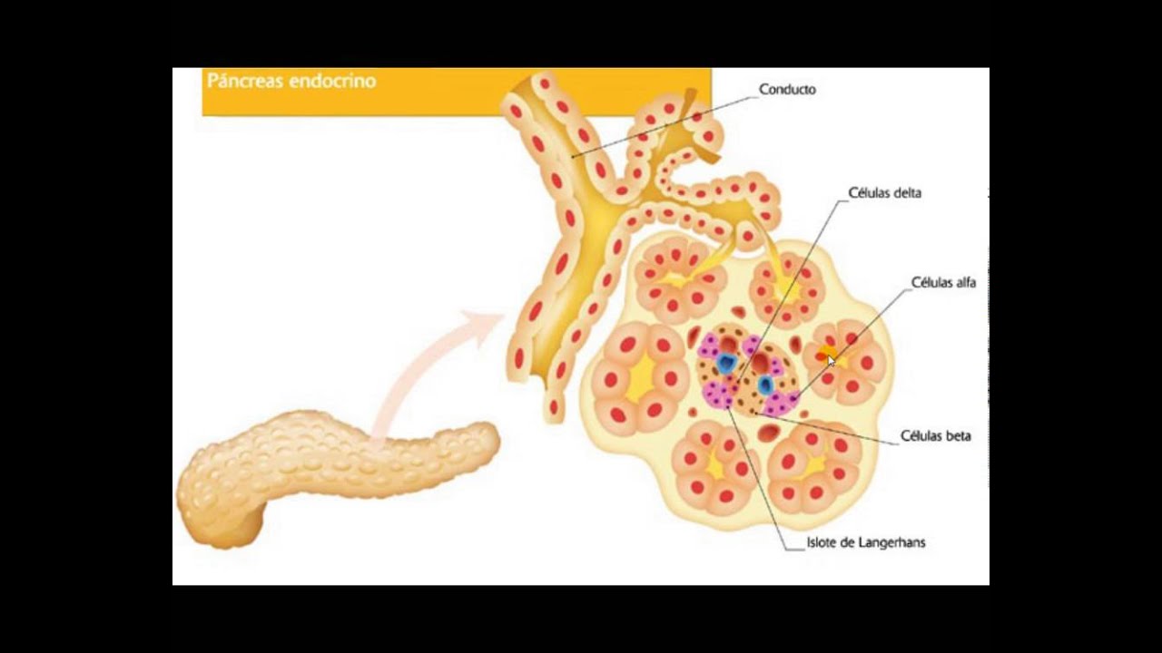 Celulas Del Pancreas