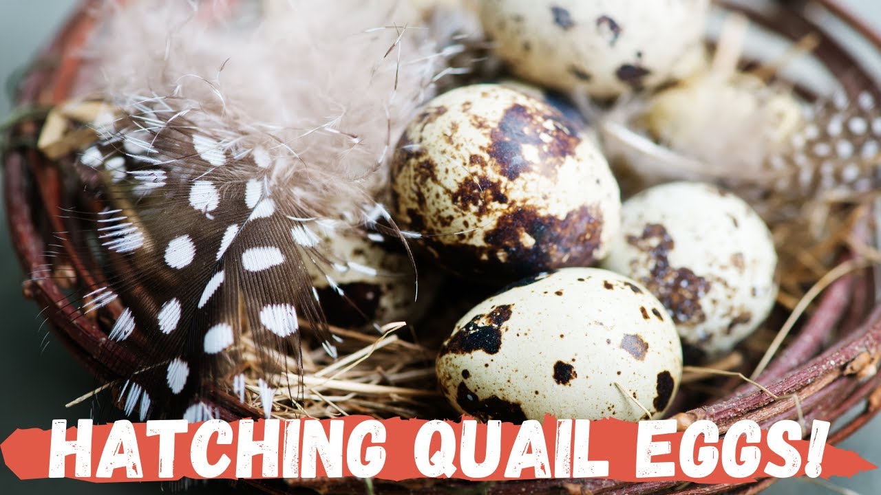 Hatching Quail Eggs Farm Life