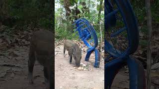 Build Unique Primitive Wild boar Trapping Tool Using Wood #wildanimal #shortvideo