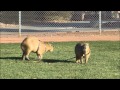 Capybaras Love to Run