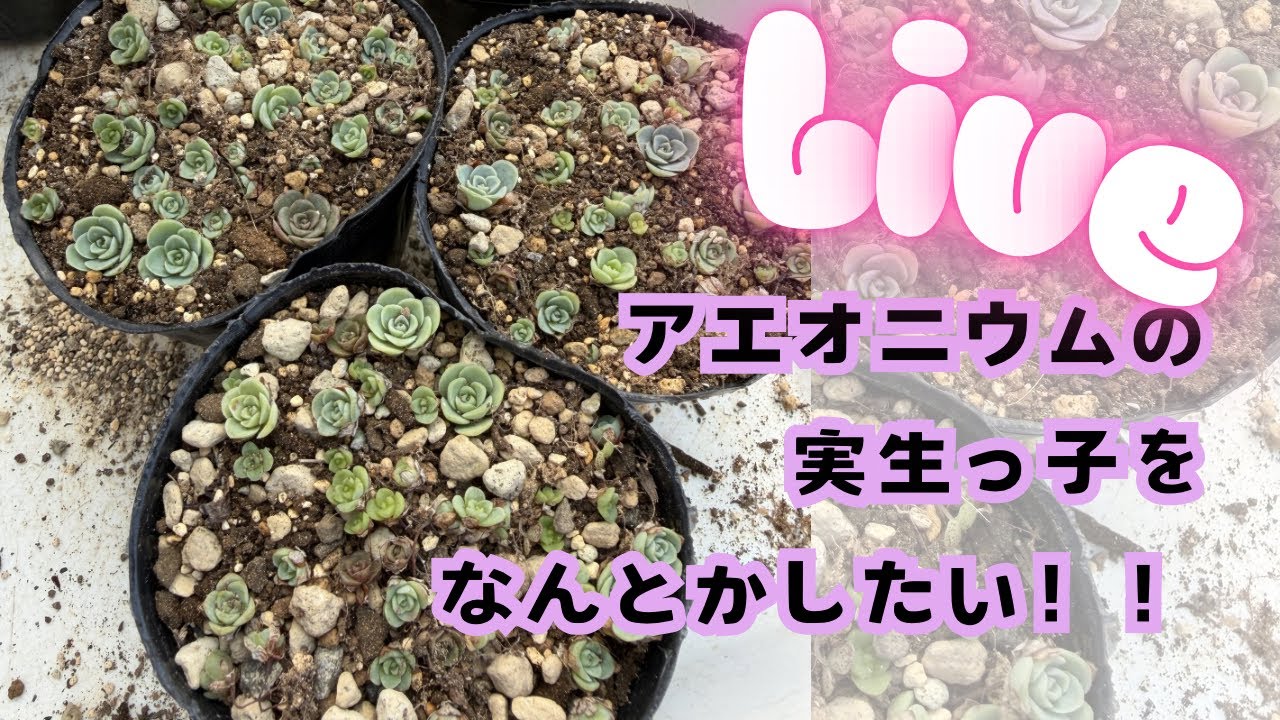 実生のアエオニウムをなんとかする！