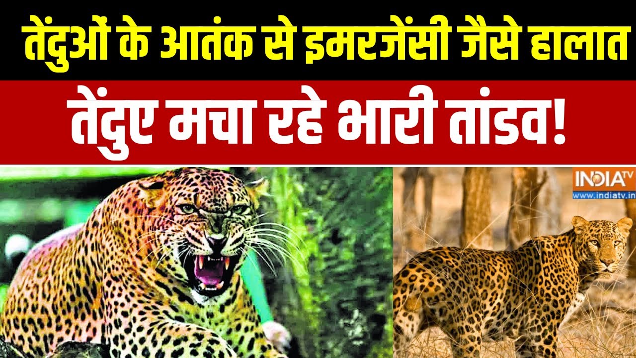 Maharashtra Leopard News:महाराष्ट्र में तेंदुओं के आतंक से इमरजेंसी जैसे हालात, तेंदुए मचा रहे तांडव