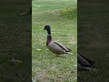 Curious drake 🤭