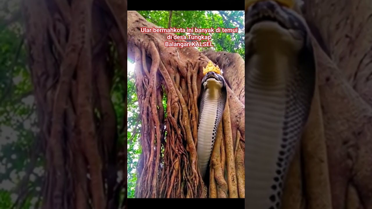 TKP DESA TUNGKAP BALANGAN KALSEL