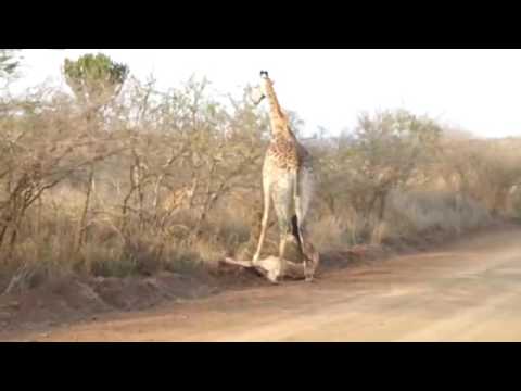 lion vs giraffe attack amazing wow - YouTube