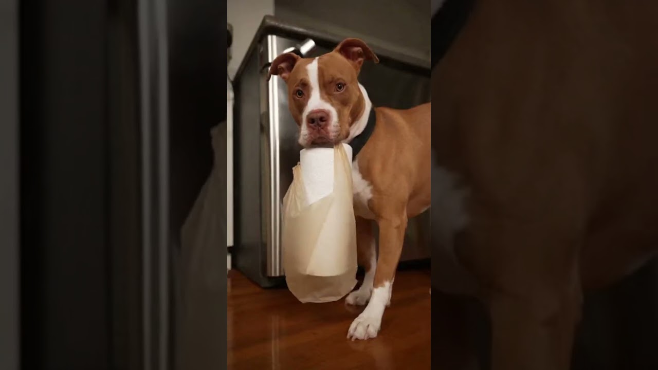 Husky went security mode and still couldn’t stop the ‘taxi’ 🤣 